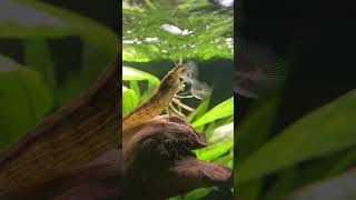 Bamboo Shrimp  FilterFeeding Shrimp Atyopsis moluccensis [upl. by Otrebtuc389]