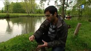 Lécrevisse de Louisiane colonise le marais poitevin [upl. by Ekoorb]