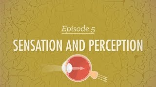 Sensation and Perception Crash Course Psychology 5 [upl. by Feingold921]