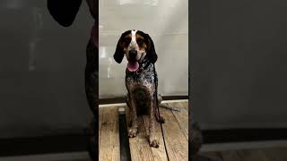 11mo Coonhound Mix Ophelia  Best Mixed Breed Trainers  Off Leash K9 Training Phoenix [upl. by Cordle]