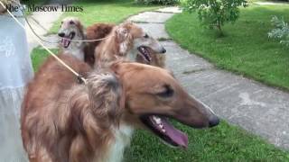 Do You want a Borzoi dog [upl. by Geehan]