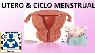 Embriologia Utero y Ciclo menstrual [upl. by Arama]