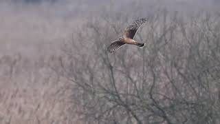 Marsh amp Hen Harrier [upl. by Ahgiela717]