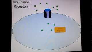 Ion Channel Receptors [upl. by Atilahs]