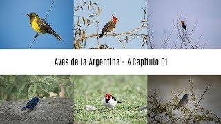 Aves de la Argentina  Cap 01  Esteros del Iberá [upl. by Haniraz]