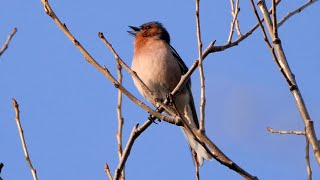 Singing Chaffinch 2022 [upl. by Tinor]