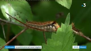 La biodiversité à lécomusée dUngersheim [upl. by Cris]