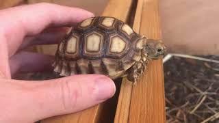 Baby Sulcata Tortoise Care Guide [upl. by Pollak]