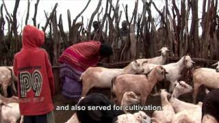 Livestock life and livelihoods among women and men in East Africa [upl. by Armelda551]