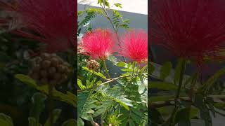 खूबसूरत पाउडर पफ फ्लावरbeautiful powder puff flower bloomGreen Garden Gujarat [upl. by Treve]