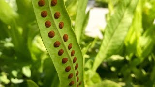 Propagating Ferns from Spores – Family Plot [upl. by Oiluarb653]