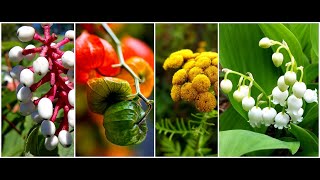 Killer Plants  Most Poisonous Plants of the World [upl. by Hardie]