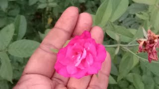 നിന്നെ വല്ലാതെ miss ചെയ്യുന്നു 🥺miss lovesad livestream livechat youtubelive livetrending [upl. by Naivad]