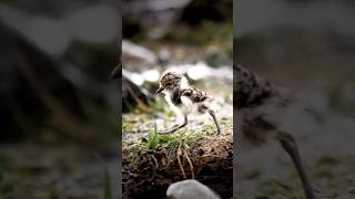 Red wattled lapwing birds [upl. by Cower]