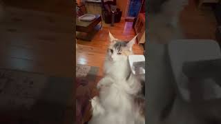 quotWatch my Maine Coon Cat Relax and Enjoy Getting Her Fur Vacuumed and Brushedquot [upl. by Penhall]