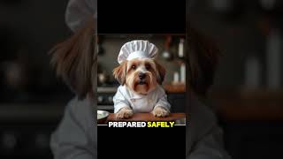 Chef havanese dog [upl. by Amer]