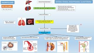 ✅✅SISTEMA RENINAANGIOTENSINAALDOSTERONA Repaso Rápido [upl. by Nnylrefinnej300]