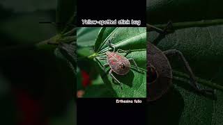 Yellowspotted stink bug in its native range nature bugs insects king [upl. by Pomcroy]