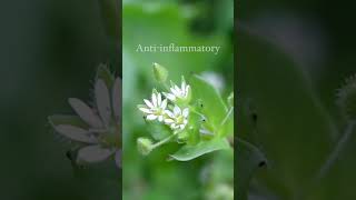 3 Uses for Chickweed [upl. by Eidnyl]