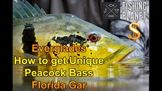 Fishing Planet Florida Everglades How to get Unique Peacock Bass amp Florida Gar [upl. by Eerhs]