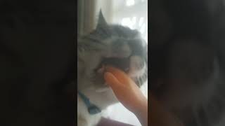 somethin special😂 music tinyhands cat kidders [upl. by Dar]