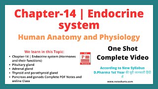 Chapter 14 Endocrine system Complete Class 2024 anatomy and physiology chapter 14 by Noteskarts [upl. by Annaesor]