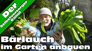 Bärlauch selbst im Garten anbauen [upl. by Farrington]