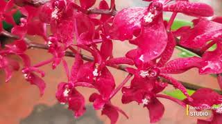 Orchid plantRenanthera orchid plantCaring tips explainedAnnas Garden [upl. by Attelrac]