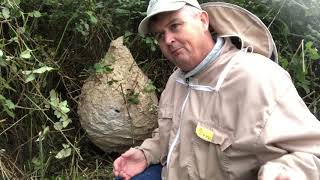 Asian Hornet Nest Removal [upl. by Cotterell]