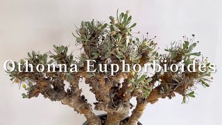 【Othonna Euphorbioidesオトンナ・ユーフォルビオイデス】 [upl. by Fran]