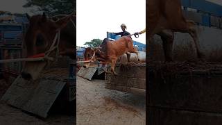 Cow unloading Big size Cow Cow video Part 29 shorts [upl. by Farl90]