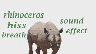 The Animal Sounds Rhinoceros Sounds  Sound Effect  Animation [upl. by Ardnot]