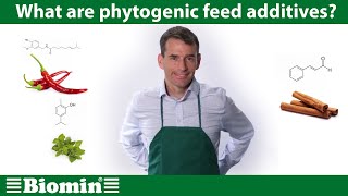 What are phytogenic feed additives Your Animal Nutrition Questions Answered [upl. by Doreg116]