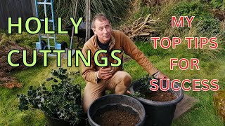 HOW TO TAKE HOLLY CUTTINGS HARDWOOD AND SOFTWOOD [upl. by Fabiano947]