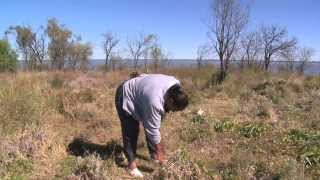 Through Our Eyes  Native Foods At Narran Lake with Brenda McBride Dharriwaa [upl. by Nawor759]