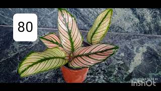 calathea plants for sale [upl. by Beniamino]