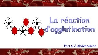 La réaction dagglutination [upl. by Malloy]