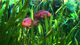 Hemichromis sp Muanda Hemichromis lifalili guarding fry [upl. by Fanny]