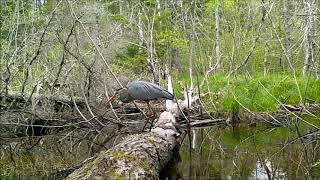 The Log  a look at wetland wildlife [upl. by Seppala]