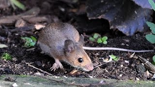 Wood Mouse Apodemus sylvaticus [upl. by Yllek]