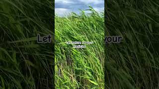 Just breathe 🌬️ phragmites windsoundsforsleeping asmr asmrhealing nature relaxingsounds [upl. by Eugenle]