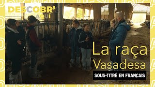 🎒🐄 La vaca vasadesa  La vache bazadaise  Descobraquí [upl. by Rogerg]