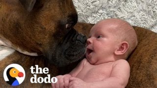 Baby Takes His First Steps Straight To His Dog  The Dodo [upl. by Walcoff]