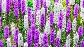 Liatris Spicata [upl. by Bertram709]