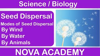 Seed Dispersal  Reproduction in Plants  Science Class 7th  Chapter 12  Biology [upl. by Conger]