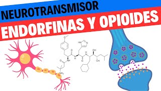 Fisiología de las Endorfinas y los opioides endógenos Neurociencias 15 [upl. by Drahnreb]