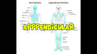 Axial Skeleton vs Appendicular Skeleton [upl. by Annalise]