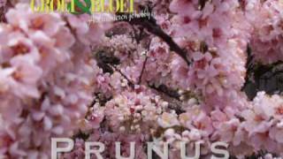 Prunus [upl. by Nautna]