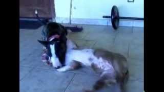 Bull Terrier vs Pit Bull luta de MMA [upl. by Hayilaa]