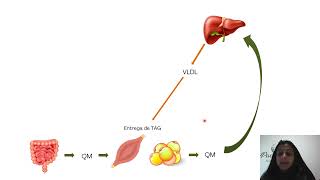 Fisiopatologia Dislipidemias [upl. by Sedecrem923]